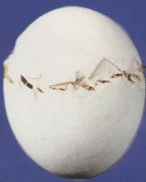 �u���ƚ�-�����C�W(w��ng)վ